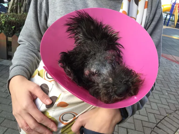 協會毛孩照片-布朗妮。業者提供