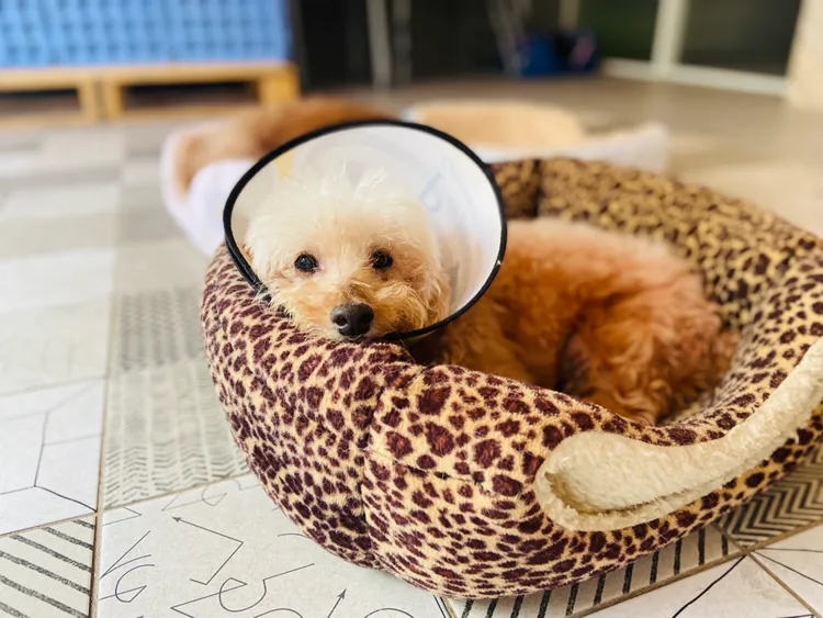 協會毛孩照片-抹茶。業者提供