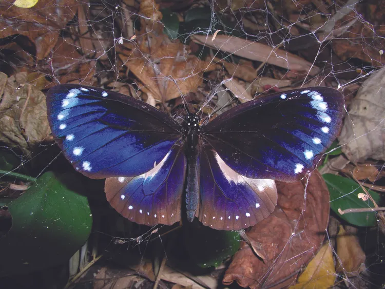 導演詹家龍捕捉紫斑蝶的美麗。牽猴子提供