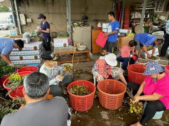 恆春玉荷包大約在母親節前一週即可搶先全國上市。翻攝畫面