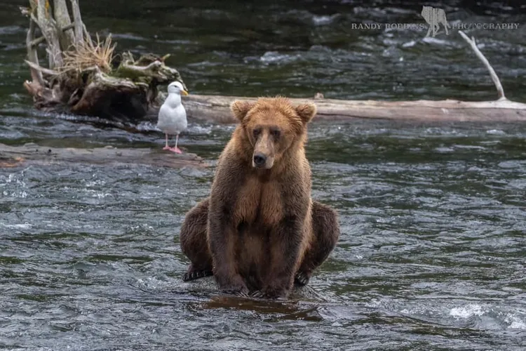 有攝影師上傳照片說他也拍到蹲坐的棕熊。翻攝randyrobbinsphotography