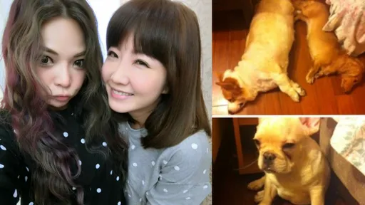 謝忻不忍了!反擊小甜甜控「養死狗」 到她家看到這幕傻眼了