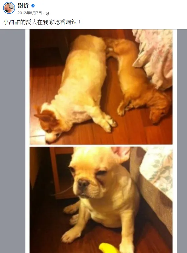謝忻曾在臉書貼出幫小甜甜照顧狗狗的照片。翻攝自謝忻臉書