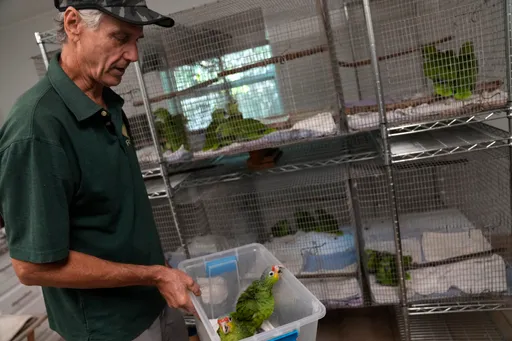 台男在美轉機行李傳鳥叫聲 走私「29顆鸚鵡蛋」恐吃20年牢飯