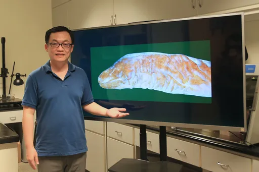 消失的魚眼睛!中山大學發現「豆眼鰭尾鯙」獲國際頂尖期刊報導