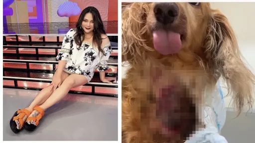 小甜甜疑虐狗案!律師最擔心她 勸離婚父母「6不」影響監護因累