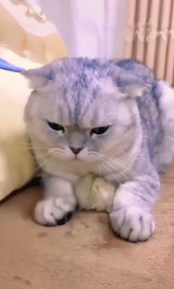躲在你懷裡舒服又安全。IG @petshome_world 提供
