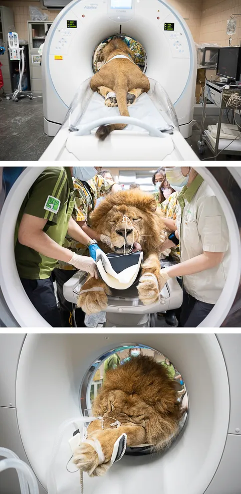 諶亦聰表示，每一次碰到的案例都有可能是前所未有。動物園提供