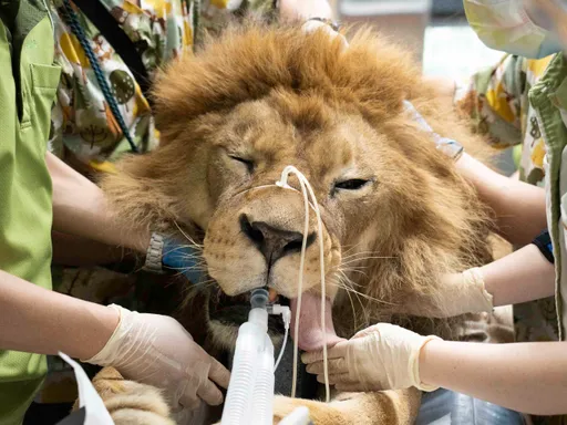 圖多|挖大象肛門、跟黑猩猩鬥智 一文揭野生動物獸醫師職業秘辛