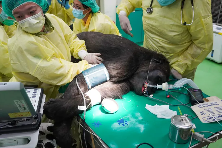 諶亦聰表示，動物醫療就好比小兒科。動物園提供