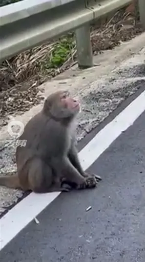 網友在汐止山區發現一隻獼猴抓著一隻未斷奶的小貓，。取自「貓咪也瘋狂俱樂部」臉書