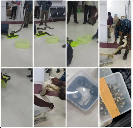 行李滿地爬!女子行李藏22條活蛇 海關忙捕捉