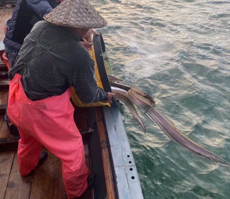 巡巡人員起出鰻魚74.5公斤，命令該船全部海拋。翻攝畫面