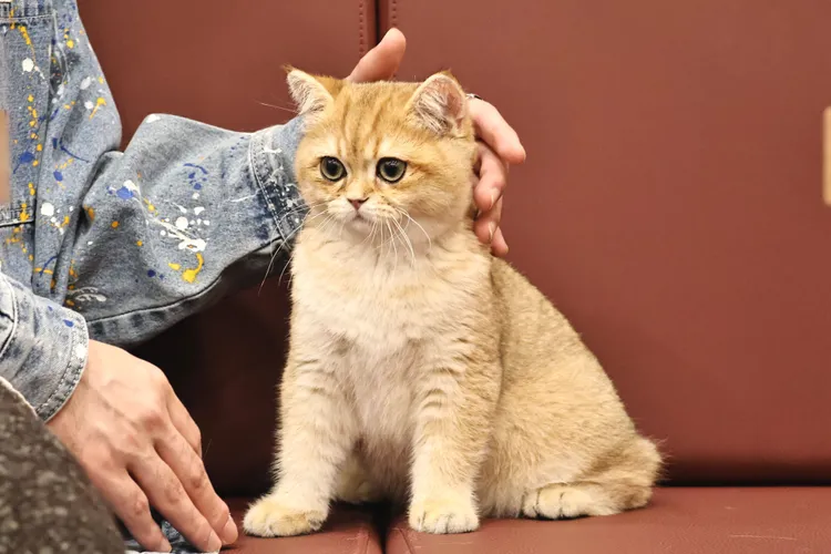 KUDI平常很乖，帶出去吸引眾人目光。施昂強攝