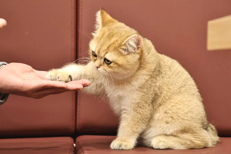 KUDI會握手，跟人非常親近。施昂強攝