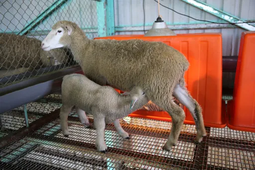 清境農場母親節揭密「羔羊跪乳」真相 友軍吐槽:您的浪漫嘞?