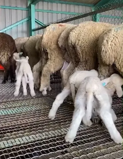 小羊為了讓乳汁直接進入第4個胃，平時會站著抬頭吸奶。翻攝清境農場臉書