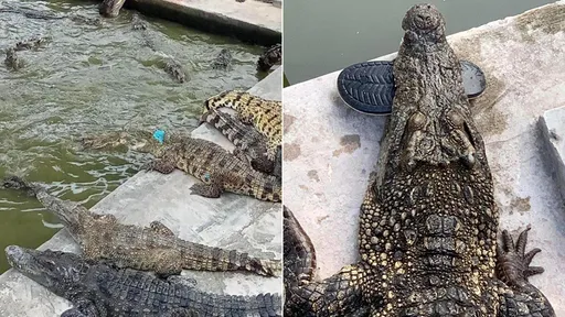 戳鱷魚反被拖池裡　逆襲飼主！40隻聯手把他咬成碎屍