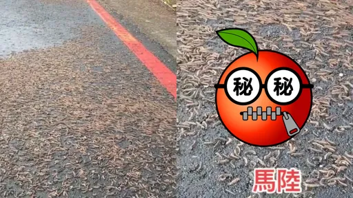 上百隻馬陸全衝出了 驚人畫面曝!網嚇歪:921之前也這樣