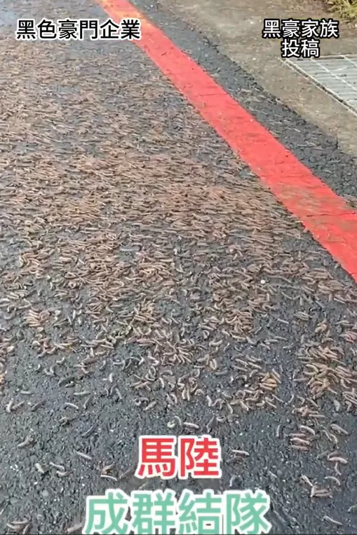 上百隻馬陸衝上馬路上，畫面令人頭皮發麻。翻攝自「黑色豪門企業」