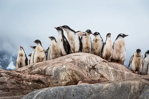 壹苹派生活美语　世界尽头的邮局！到南极数企鹅！(二)