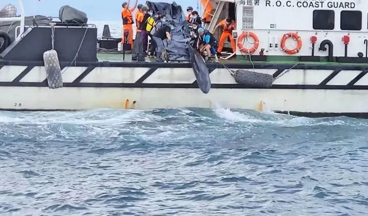 昨天海洋保育署等單位，將擱淺的抹香載運到基隆外海野放。翻攝照片