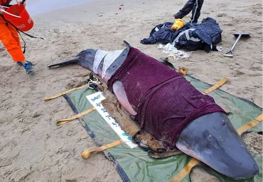 上午才剛在基隆嶼外海野放 憾!小抹香鯨下午擱淺沙灘亡