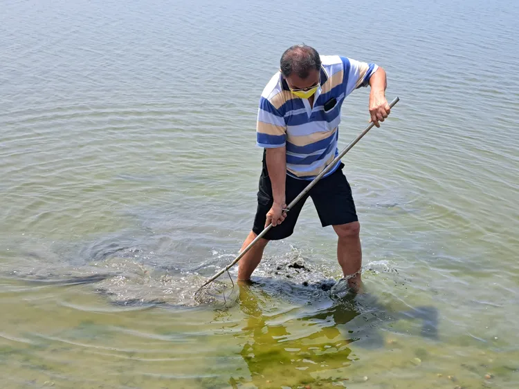 漁民嘆說沒下雨水太鹹，文蛤不是長不大就是死掉。農業局提供