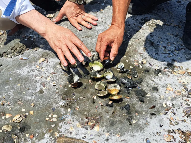 水試所紀錄文蛤受損情況。農業局提供