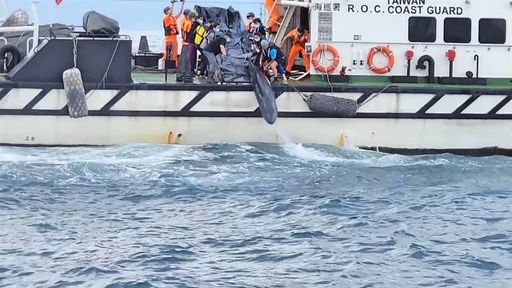 小抹香鯨沙灘擱淺！醫療團隊緊急救援　基隆嶼外海成功野放