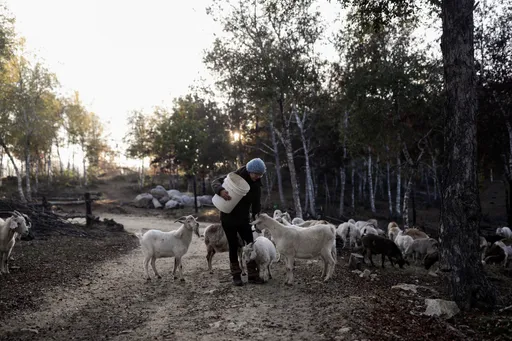 山羊加入滅火隊　放羊吃草救森林！