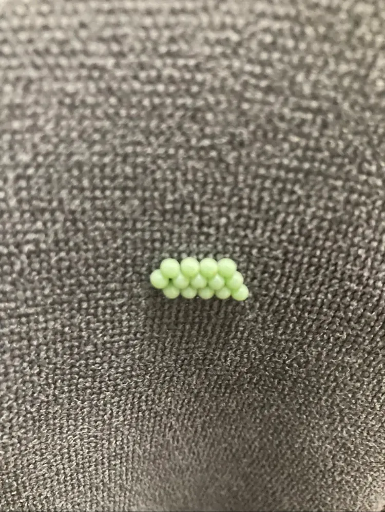 網友在Dcard分享洗好的毛巾居然發現螢光綠色蟲卵，一查才知是荔枝椿象在搞鬼。翻攝自Dcard