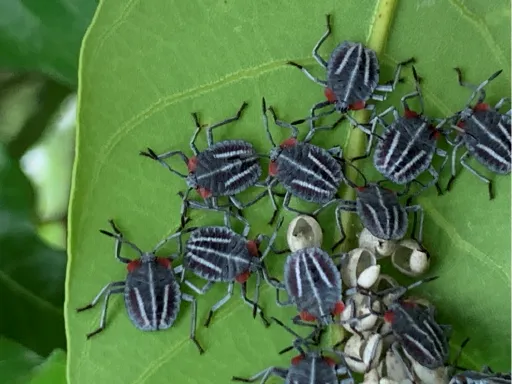 荔枝椿象。翻攝自高雄市政府農業局網站