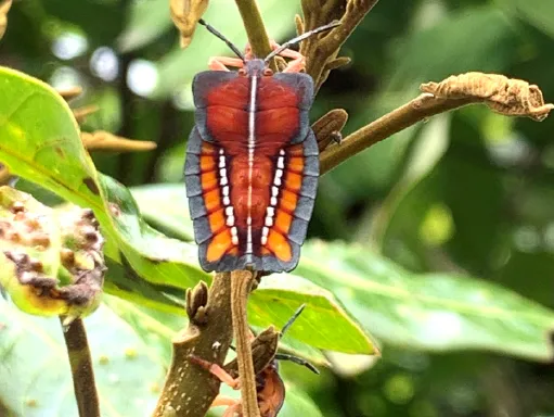 荔枝椿象。翻攝自高雄市政府農業局網站