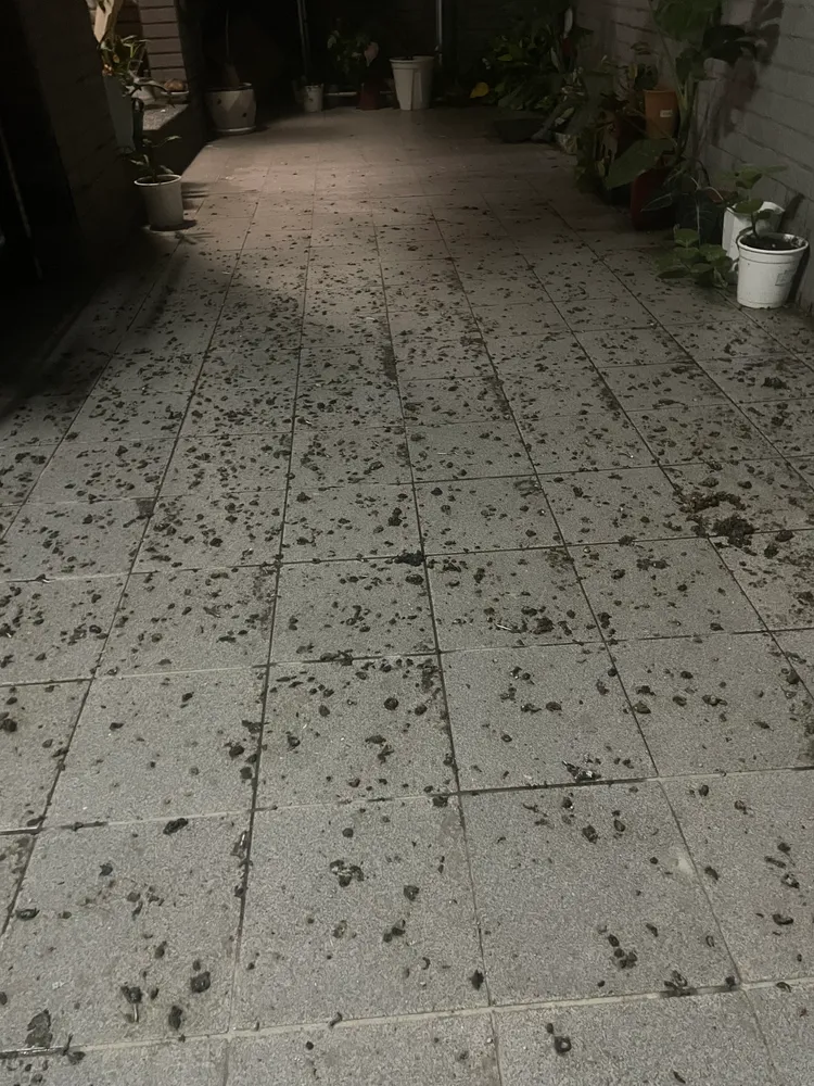 大樓住戶投訴，樓上住戶將鳥糞往下沖。民眾提供