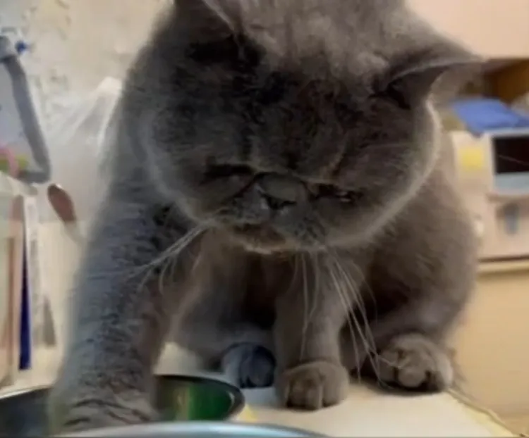 偶減肥兼運動，撈一顆算一顆。ikTok@powpowqqplus 提供