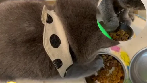 喵星人皺眉!堅持把這挖出來 網笑翻:一顆顆比較好吃?