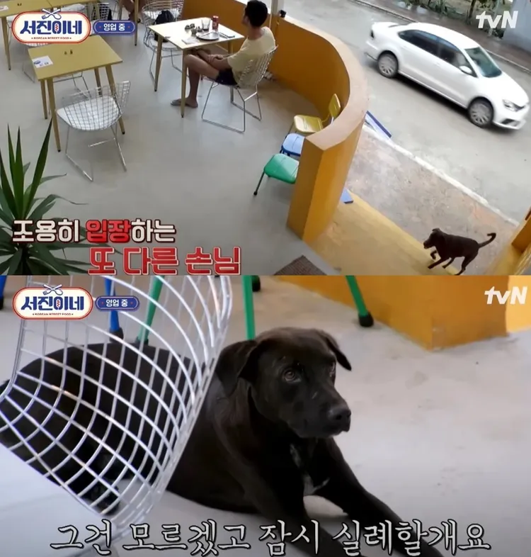 知情人士透露，幫忙支付Perro醫藥費的，是《瑞鎮家》的工作人員。翻攝tvN