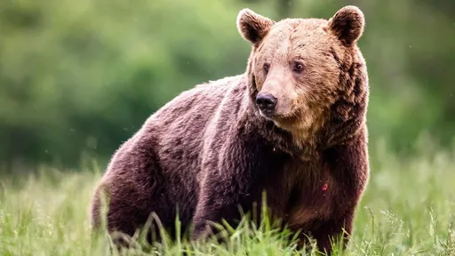 母熊涉嫌咬死慢跑男要被處決　動保組織急擋：牠是清白的！