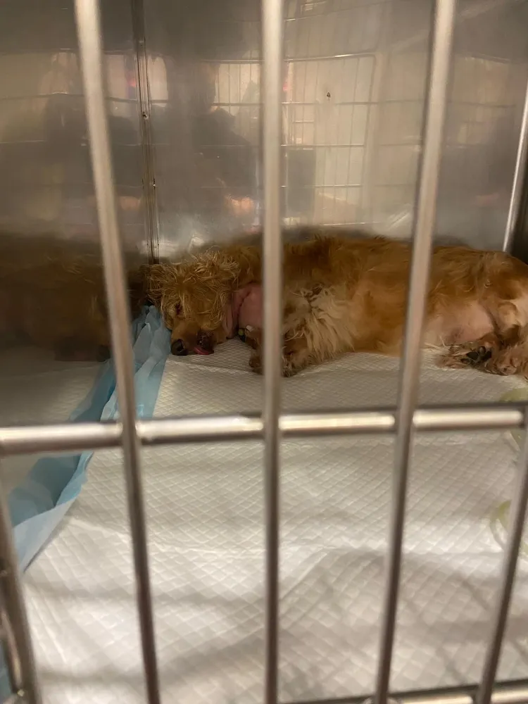 宋晉賢將狗狗送醫治療。翻攝宋晉賢臉書