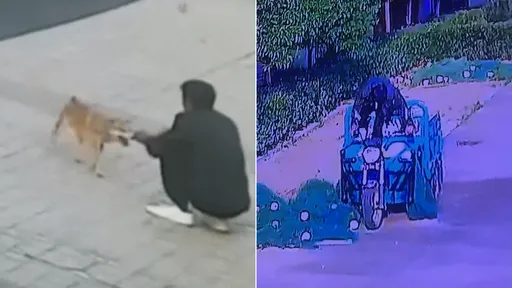 偷狗男當街「車震7分鐘」虐殺柴犬　犯行影片曝光就不認罪
