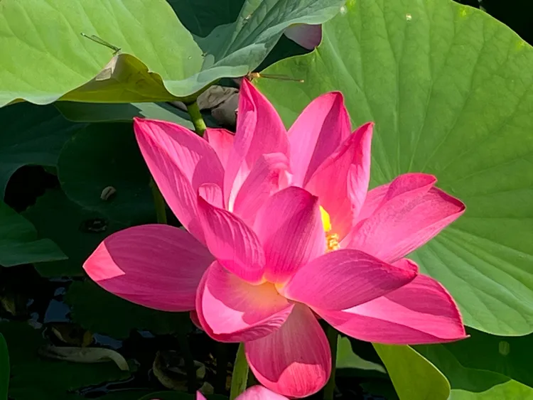 白河蓮花陸續綻放。市府提供