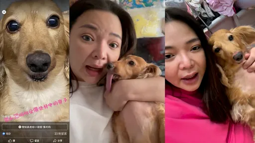 小甜甜虐狗疑云总整理　兽医帮洗白了！坚称狗没受伤、控前夫造假怎么说？