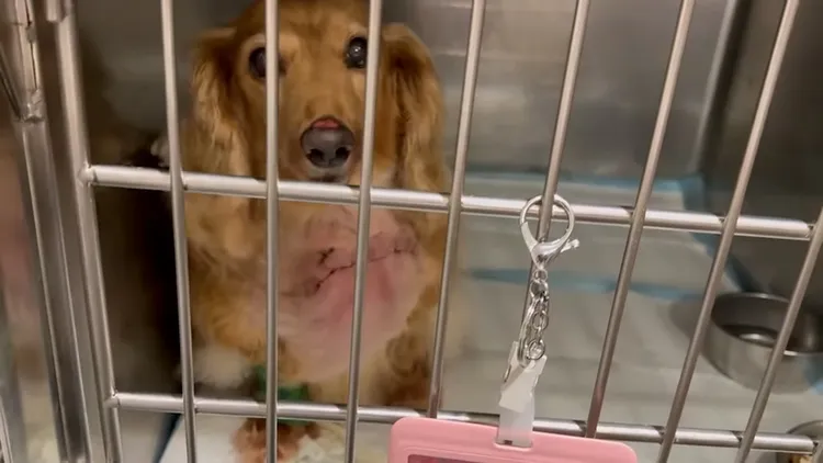 宋晉賢PO出影片，聲稱是小甜甜去探望住院的茼蒿，茼蒿胸口靠近脖子處有縫合痕跡。翻攝宋晉賢臉書