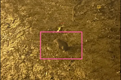 「水豚君」別跑啊!竹縣逃家1週現蹤紅樹林 團隊搜尋中