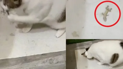 嚇到翻肚躺平！喵星人把整隻咬起來　牠「Ｍ」字腿任擺布