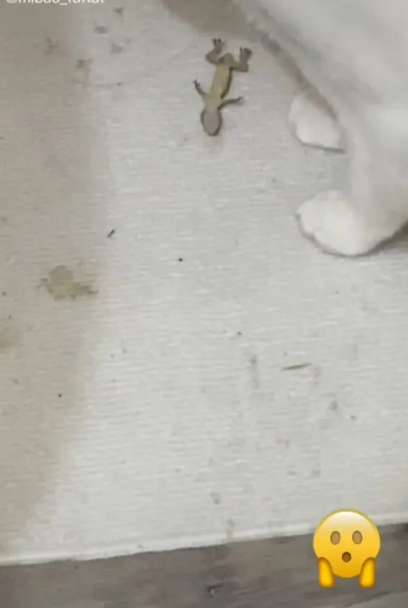咪咪壁虎已經掛了，行行好別再玩弄牠了。TikTok@mibao_faftat 提供