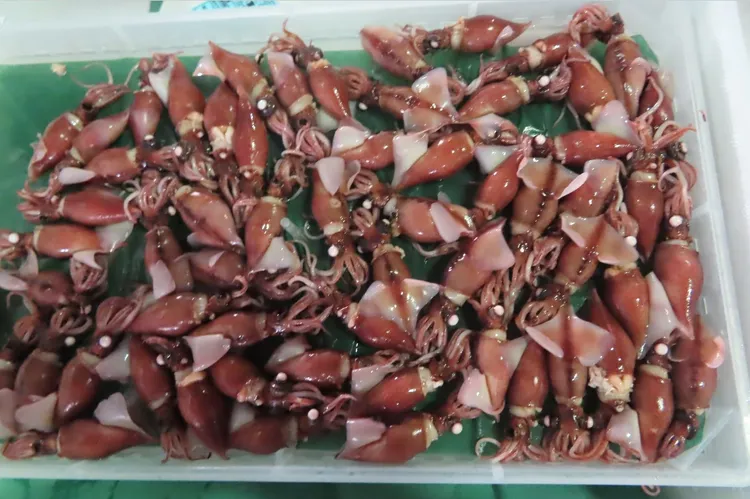 日本出口「螢光烏賊」檢出重金屬鎘超標。食藥署提供