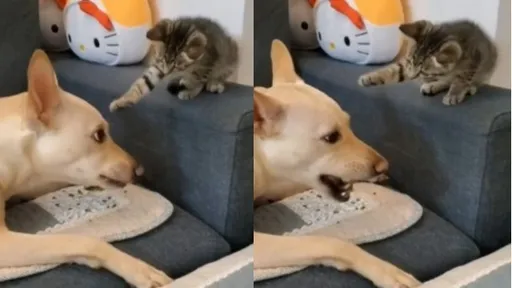 小奶貓萌翻了！2度伸手摸不到狗狗　最後決定這麼做