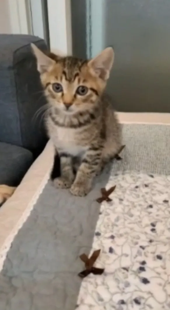 你看偶是不是很討喜的樣子。FB：李臻臻 提供